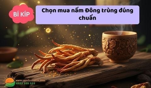 Nấm Đông Trùng: “Vàng Mềm” trong thế giới dược liệu