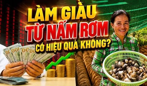 6 Tỷ Nhân Dân Tệ Mỗi Năm Từ Rơm Rạ Bỏ Đi: Bí Mật Làm Giàu Từ Nấm Rơm