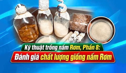 Trồng Nấm Rơm Năng Suất Cao, Phần 8: Đánh Giá Chất Lượng Giống Nấm Rơm