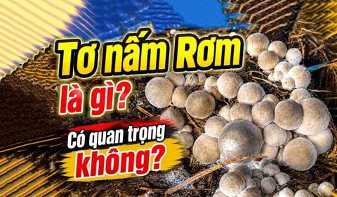 Hệ Sợi Tơ Nấm Rơm Là Gì? Vai Trò Của Hệ Tơ Khi Trồng Nấm Rơm