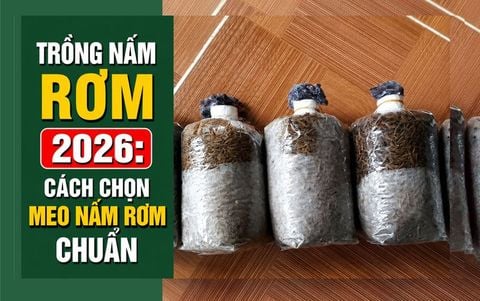 Trồng Nấm Rơm 2026: Kỹ Thuật Kiểm Tra Meo Nấm Rơm Đạt Chuẩn