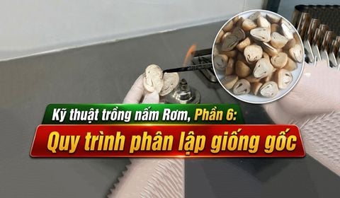 Trồng Nấm Rơm Năng Suất Cao, Phần 6: Quy Trình Sản Xuất Giống Gốc