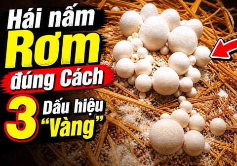 Cách hái nấm Rơm đúng chuẩn: Hái sao năng suất, không hại phôi?