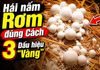 Cách hái nấm Rơm đúng chuẩn: Hái sao năng suất, không hại phôi?