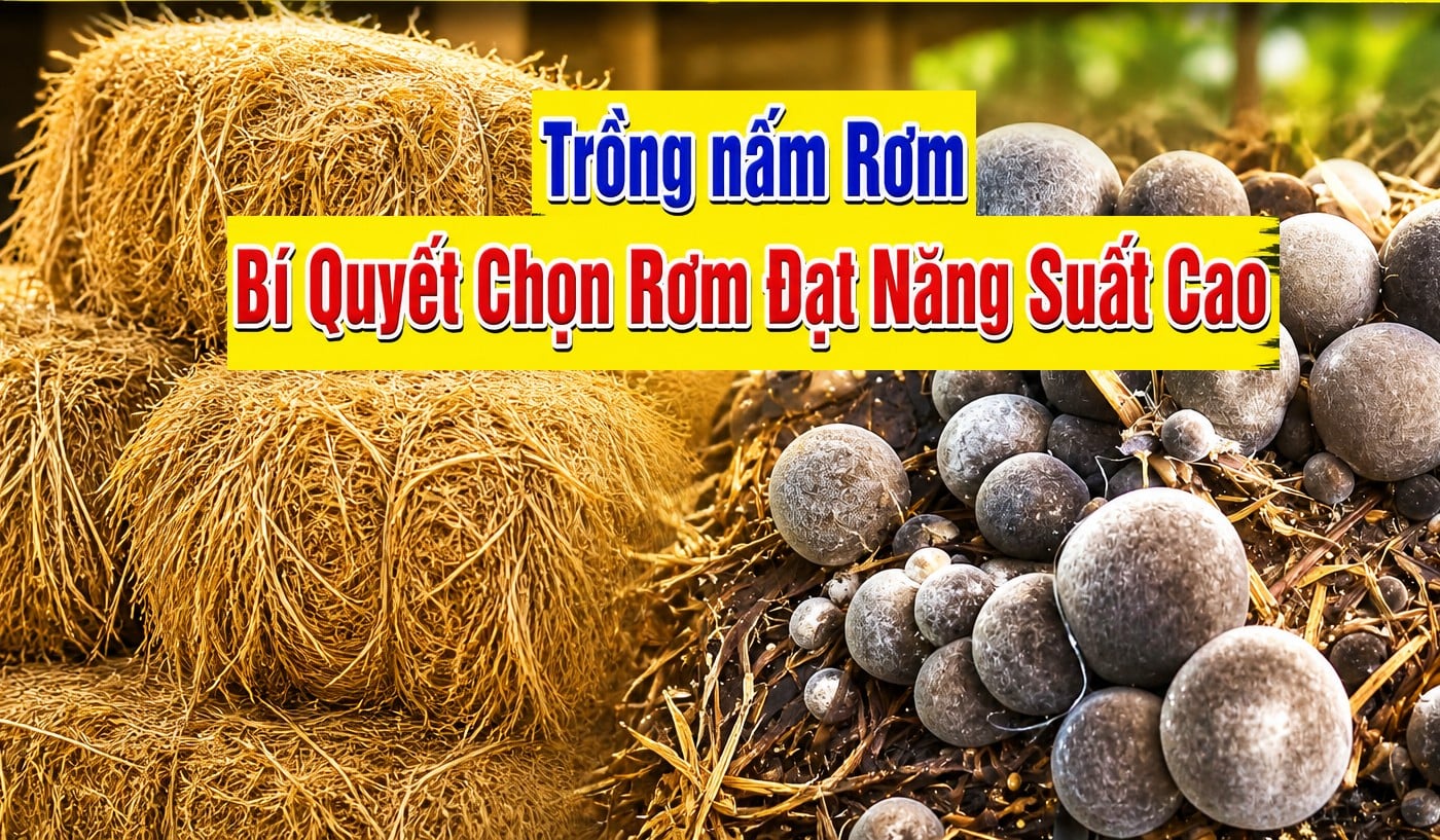 Gấp Đôi Năng Suất Nấm Rơm Nhờ Kỹ Thuật Chọn Rơm - Nấm Bốn Mùa