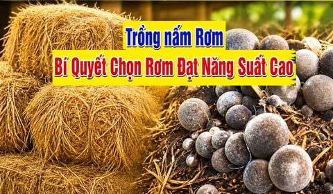 Làm Giàu Từ Nấm Rơm: Kỹ Thuật Chọn Nguyên Liệu Trồng