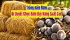 Làm Giàu Từ Nấm Rơm: Kỹ Thuật Chọn Nguyên Liệu Trồng