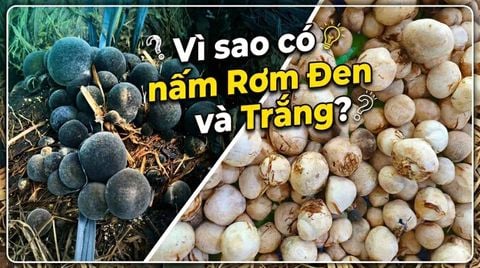 Vì sao có nấm Rơm Đen và Trắng: Loại nào Ngon, Chất lượng hơn?