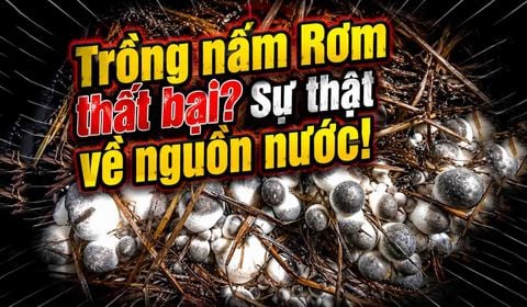 Trồng Nấm Rơm Thất Bại: Sự Thật Ngỡ Ngàng Về Nguồn Nước Tưới
