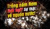 Trồng Nấm Rơm Thất Bại: Sự Thật Ngỡ Ngàng Về Nguồn Nước Tưới
