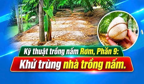Trồng Nấm Rơm Năng Suất Cao, Bài 9: Thiết Lập, Khử Trùng Khu Trồng Nấm