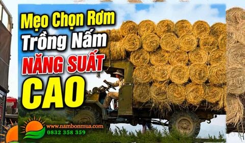 Trồng Nấm Rơm 2026: Quy Trình Ủ Rơm 14 Ngày Chuẩn Kỹ Thuật