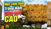 Trồng Nấm Rơm 2026: Quy Trình Ủ Rơm 14 Ngày Chuẩn Kỹ Thuật