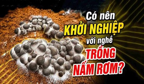 Trồng Nấm Rơm Có Dễ Không? Ai Nên Khởi Nghiệp Trồng Nấm Rơm?