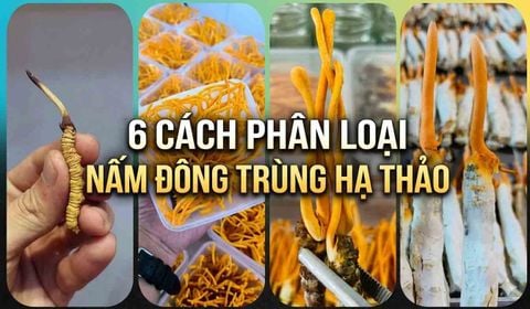6 Cách Phân Loại Nấm Đông Trùng Hạ Thảo Bạn Đã Biết?