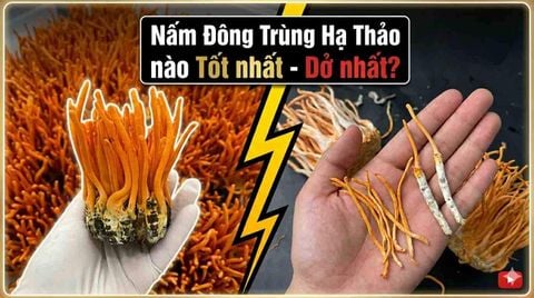 Nấm Đông Trùng Hạ Thảo Loại Nào Là Tốt Nhất Và Dở Nhất?