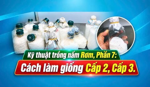 Trồng Nấm Rơm Năng Suất Cao, Phần 7: Làm Giống Nấm Rơm Cấp 2, Cấp 3