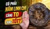 Có Nên Mua Nấm Linh Chi Có Kích Thước 