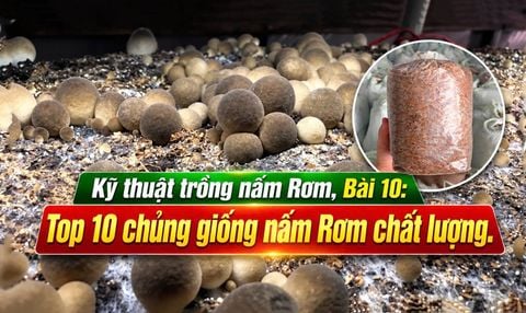 Trồng Nấm Rơm Năng Suất, Bài 10: Tổng Hợp 10 Chủng Giống Nấm Rơm Tốt