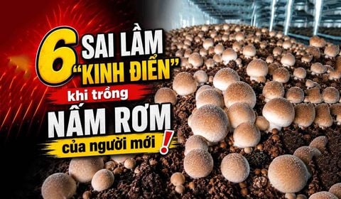 6 Sai Lầm 