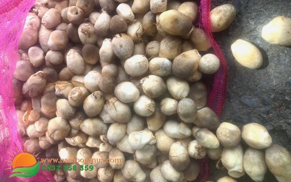 Gia tri dinh duong va loi ich cua nam Rom cho suc khoe con nguoi.