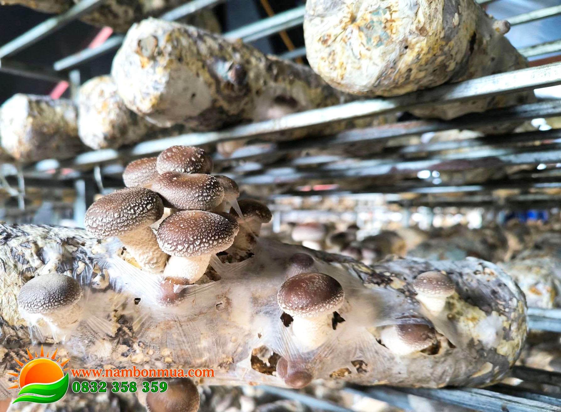 Nam Huong duoc nuoi trong kỹ thuat cong nghe cao.