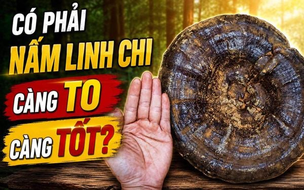 Co nen chon mua nam Linh Chi gia, kich thuoc lon?