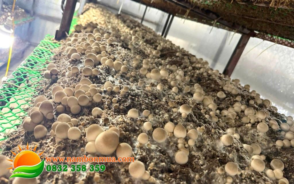 Ky thuat khu trung nha trong nam Rom dung cach.
