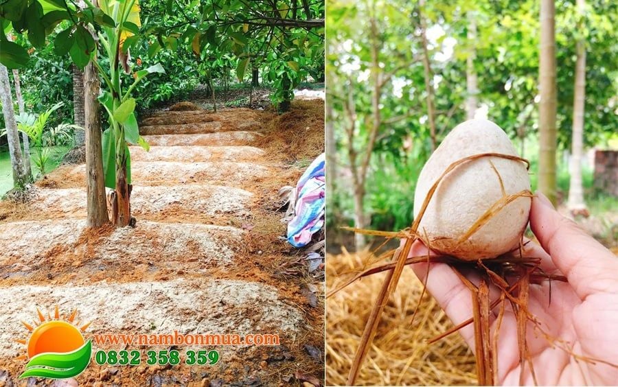 Ky thuat khu trung nha trong nam Rom dung cach.