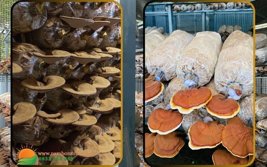 nam Linh Chi duoc tinh cao, thuong hieu uy tin cua Lang nam Bon Mua.