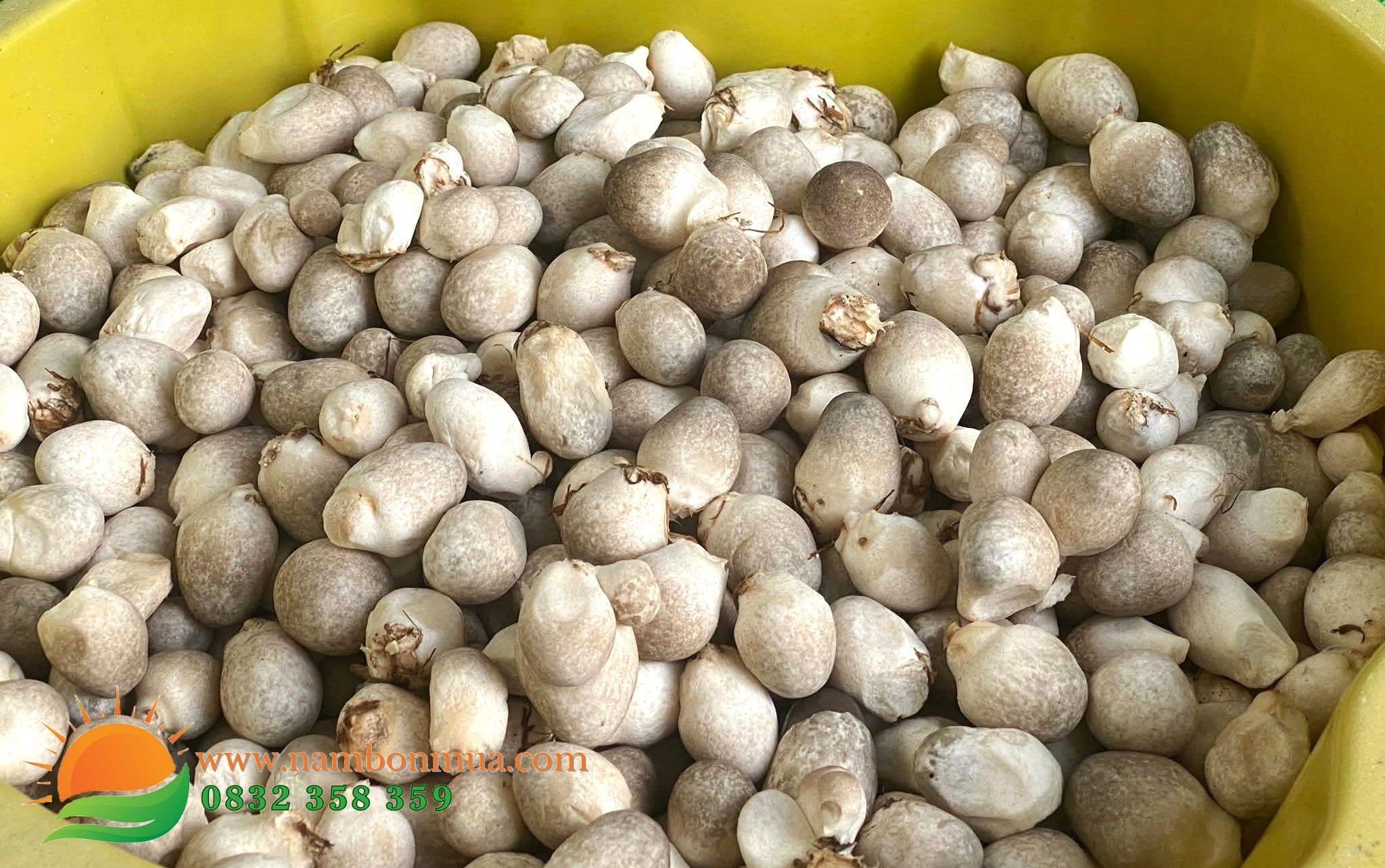 Nam Rom co tac dung phong ngua benh Ung thu.