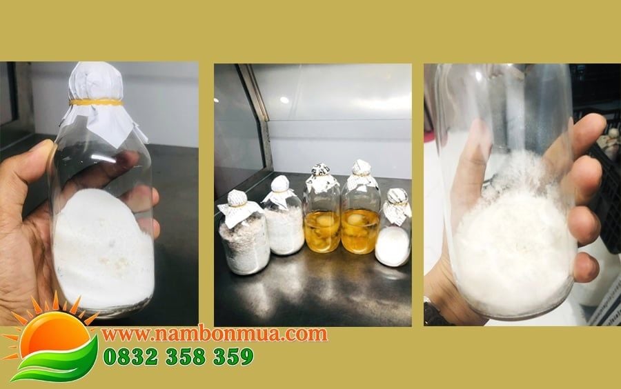 Quy trinh nhan meo giong nam Rom cap 2, cap 3 dung kỹ thuat.