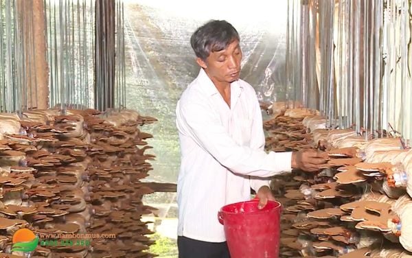 Cach thu hoach nam Linh Chi dung cach, nang suat, chat luong