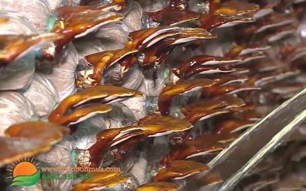 Cach thu hoach nam Linh Chi dung cach, nang suat, chat luong