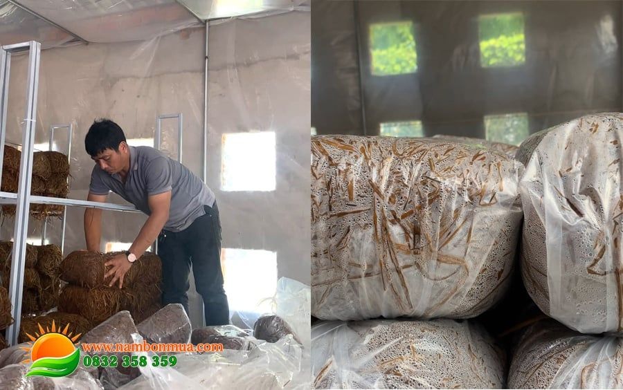 Cac phuong phap trong nam Rom tren rom trong nha hieu qua, nang suat cao.