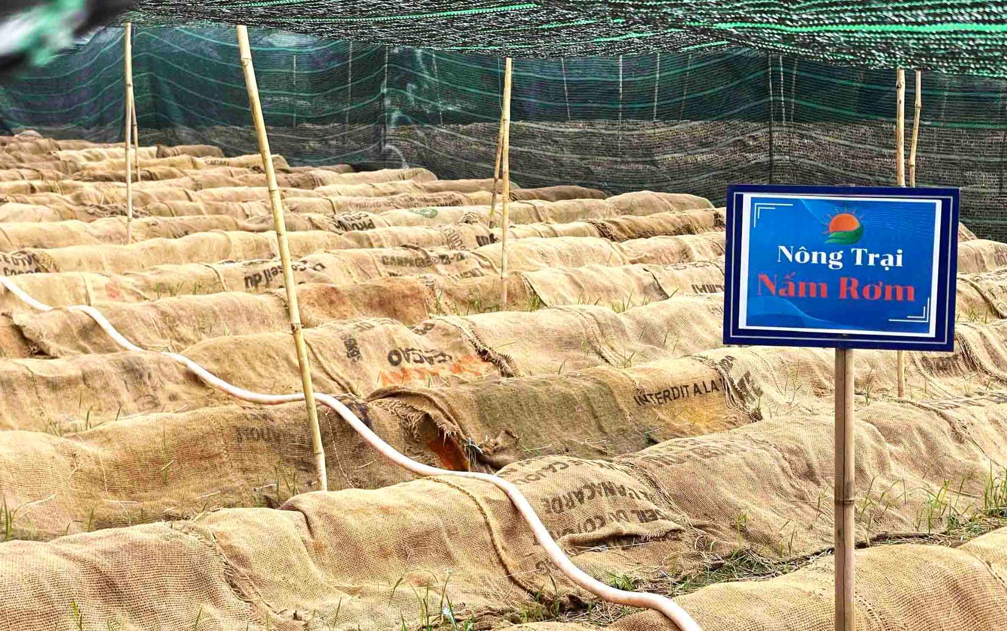 Lang nam Bon Mua co quy mo nha nuoi trong nam an, nam duoc lieu rong lon o TpHCM va Nghe An.