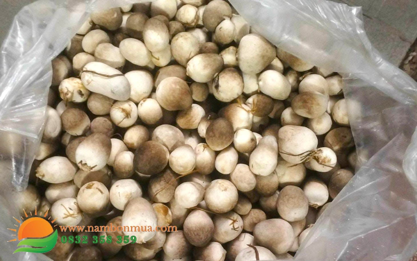 Trong nam Rom lam giau: von it, thu hoi von nhanh.