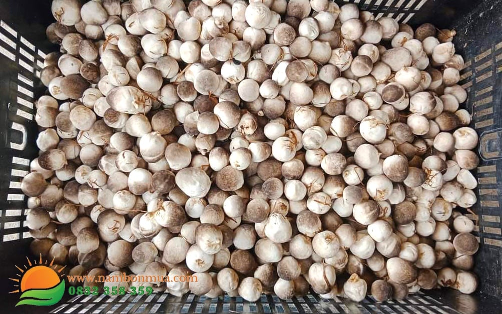 Trong nam Rom lam giau: von it, thu hoi von nhanh.