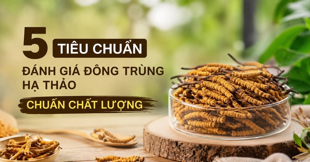 5 Tiêu Chuẩn Đánh Giá Đông Trùng Hạ Thảo Chuẩn Chất Lượng – Người mua nhất định phải biết