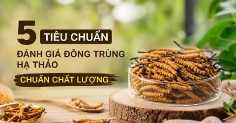 5 Tiêu Chuẩn Đánh Giá Đông Trùng Hạ Thảo Chuẩn Chất Lượng – Người mua nhất định phải biết