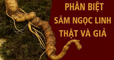 Cách phân biệt Sâm Ngọc Linh thật và giả | Nhận biết chuẩn xác nhất