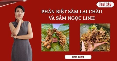 Phân biệt Sâm Lai Châu và Sâm Ngọc Linh chuẩn xác nhất