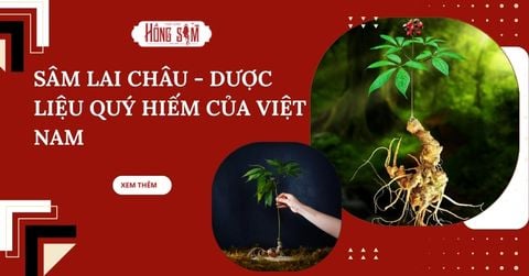 Sâm Lai Châu - Dược Liệu Quý Hiếm Của Việt Nam