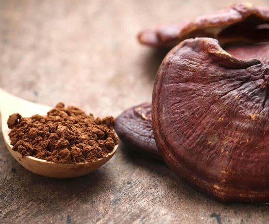 Cách sử dụng Nấm linh chi Hàn Quốc nghiền bột.