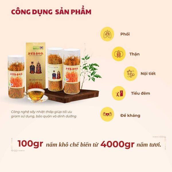 Tác dụng của nấm đông trùng hạ thảo Hàn Quốc sấy khô.
