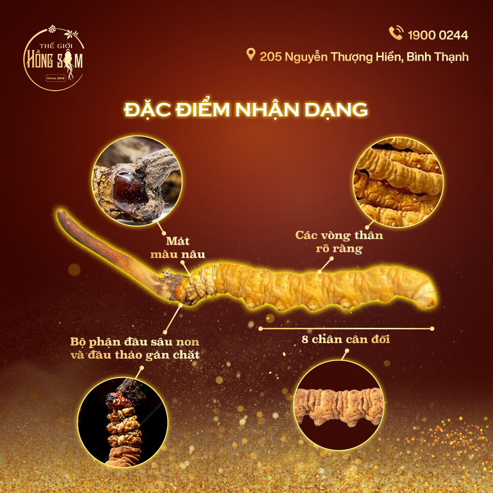Đặc điểm nhận dạnh Đông Trùng Hạ Thảo Tây Tạng
