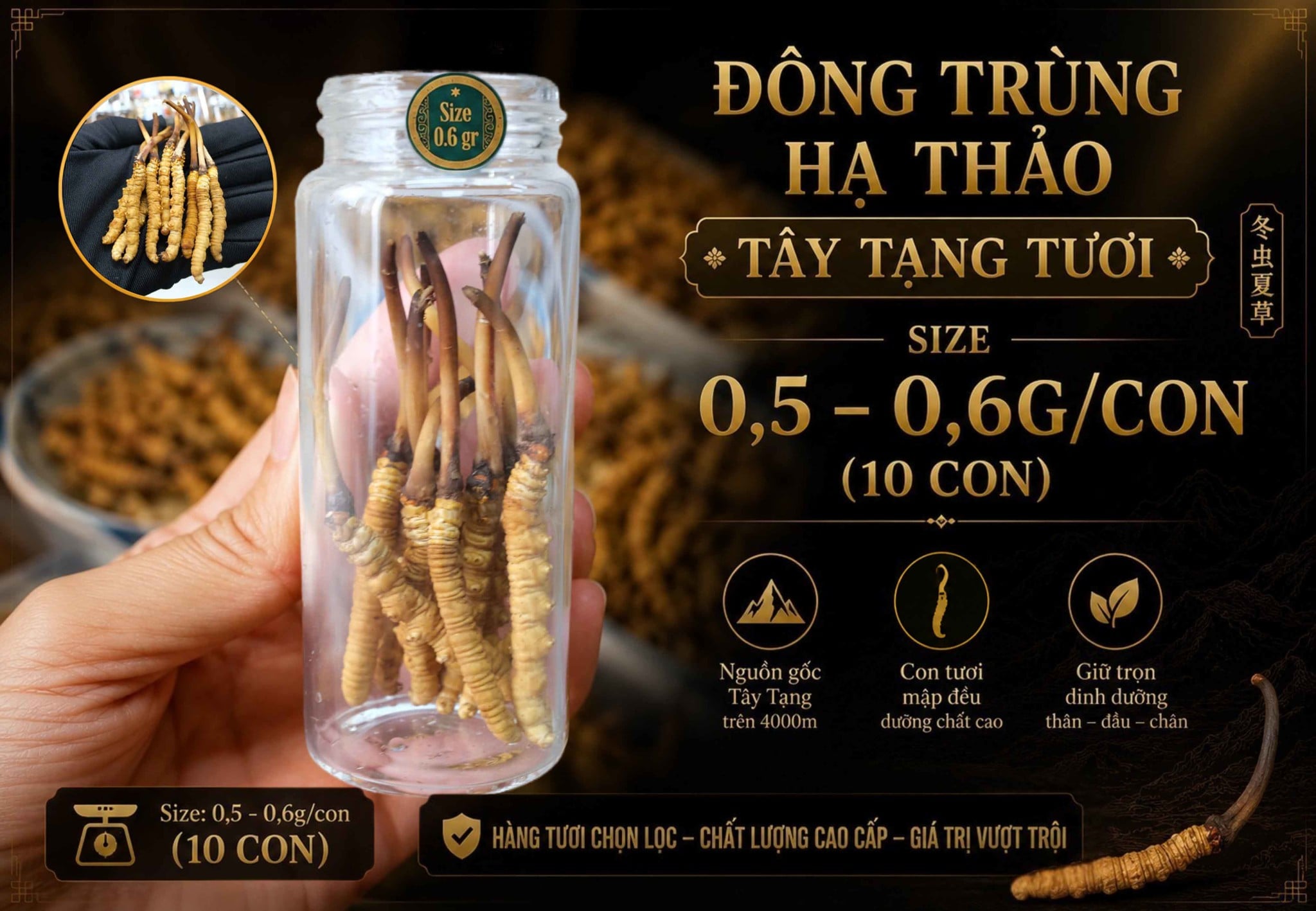 Đông Trùng Hạ Thảo Tây Tạng Tươi - Size 0,5 - 0,6g/con