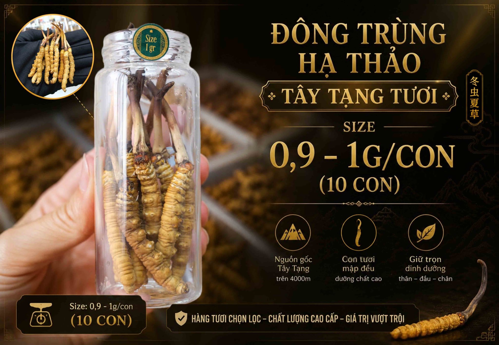 Đông Trùng Hạ Thảo Tây Tạng Tươi - Size 0,9 - 1g/con (Túi 10 con)