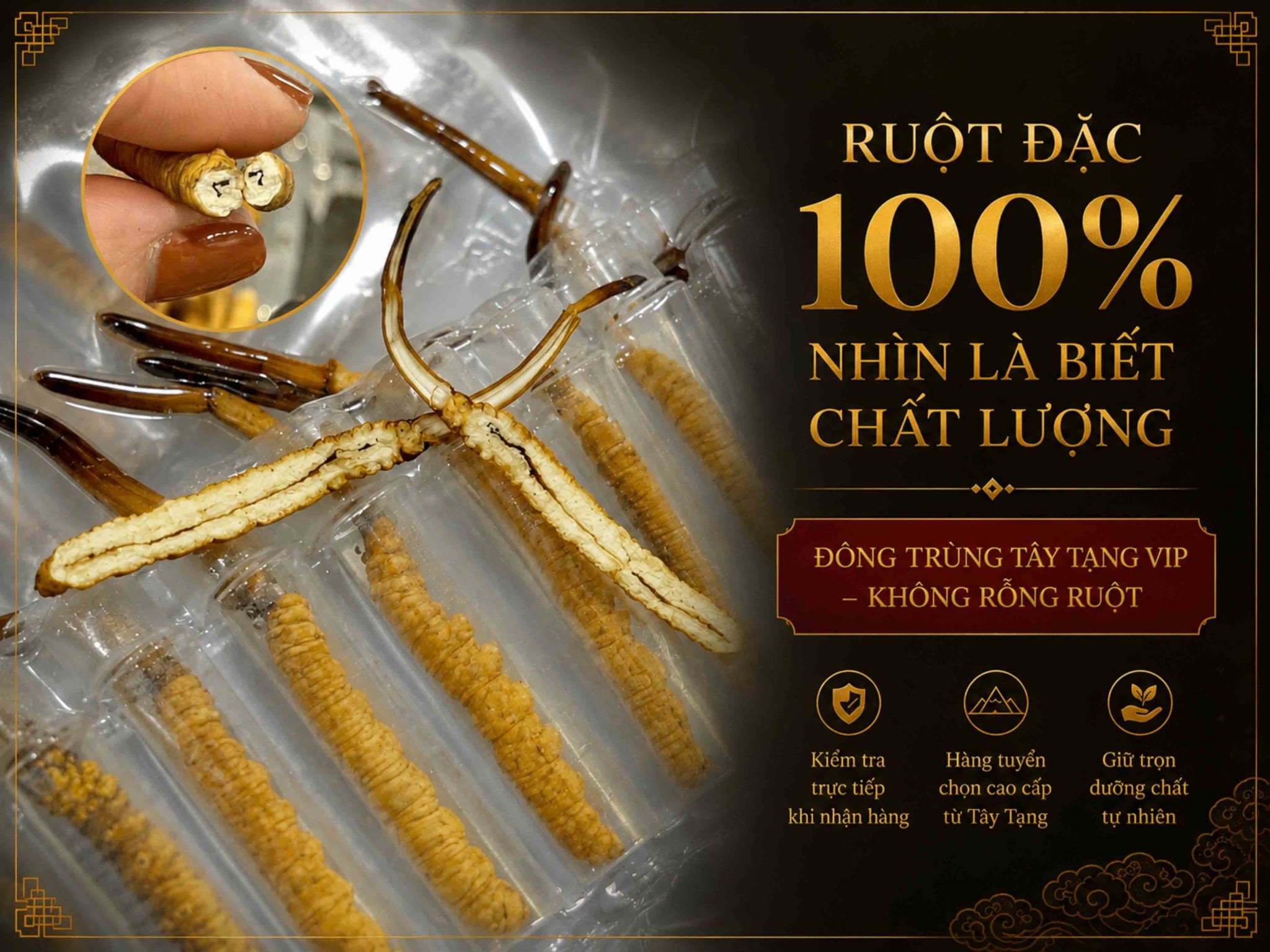 Đông Trùng Tây Tạng Ruột Đặc – Dấu Hiệu Nhận Biết Chất Lượng