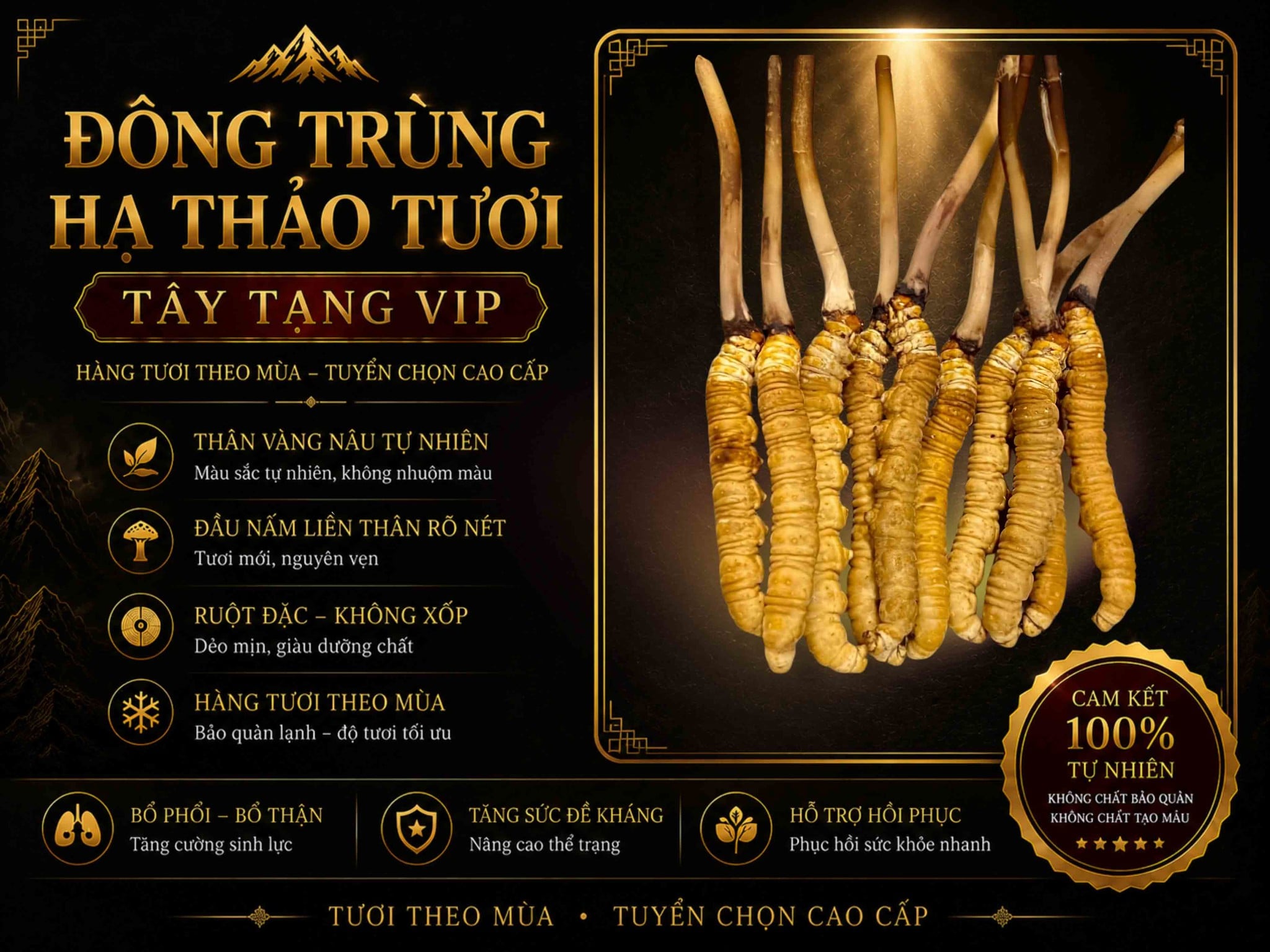 Đông Trùng Hạ Thảo Tây Tạng Tươi Loại VIP Cao Cấp